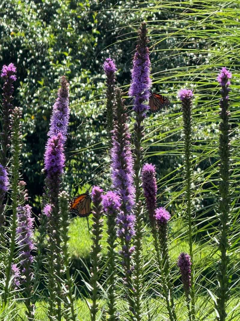 Rough Blazing Star Adds Purple Spikes