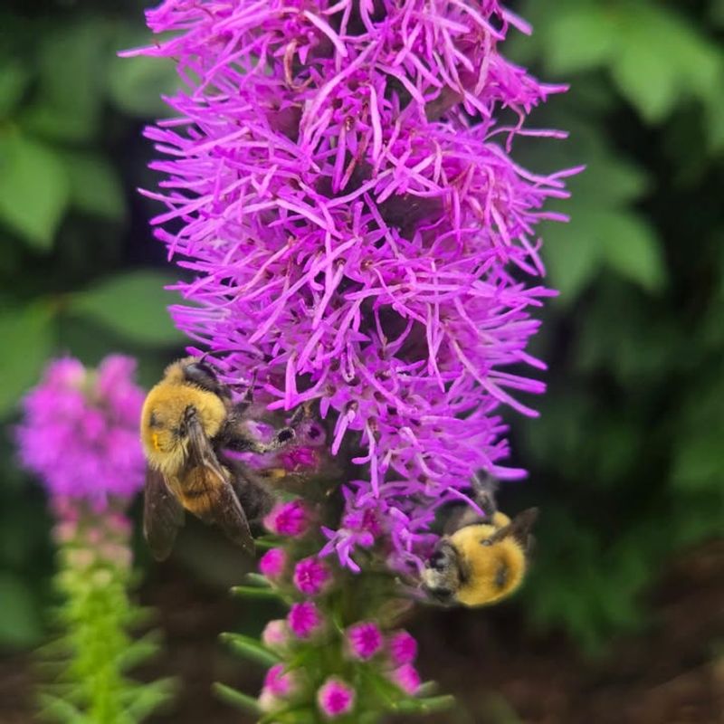 Rough Blazing Star Lights Up August Rough Blazing Star Lights Up August
