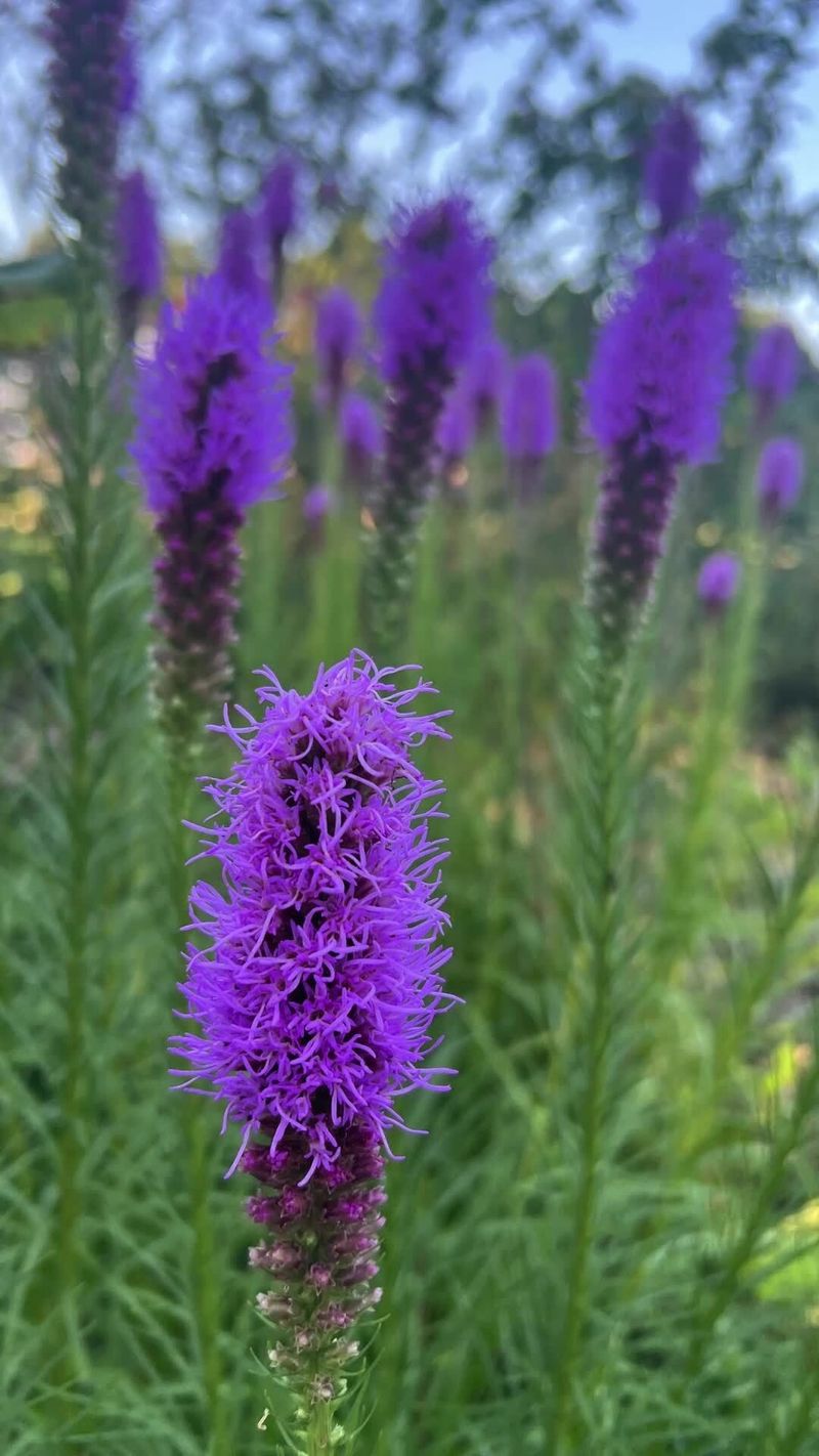 Rough Blazing Star Owns Late Summer Rough Blazing Star Owns Late Summer