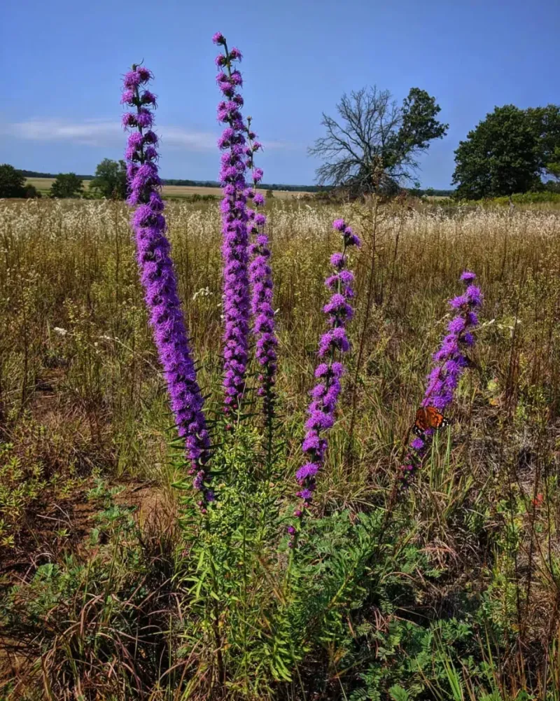 Rough Blazing Star Rewards A Fall Start Rough Blazing Star Rewards A Fall Start