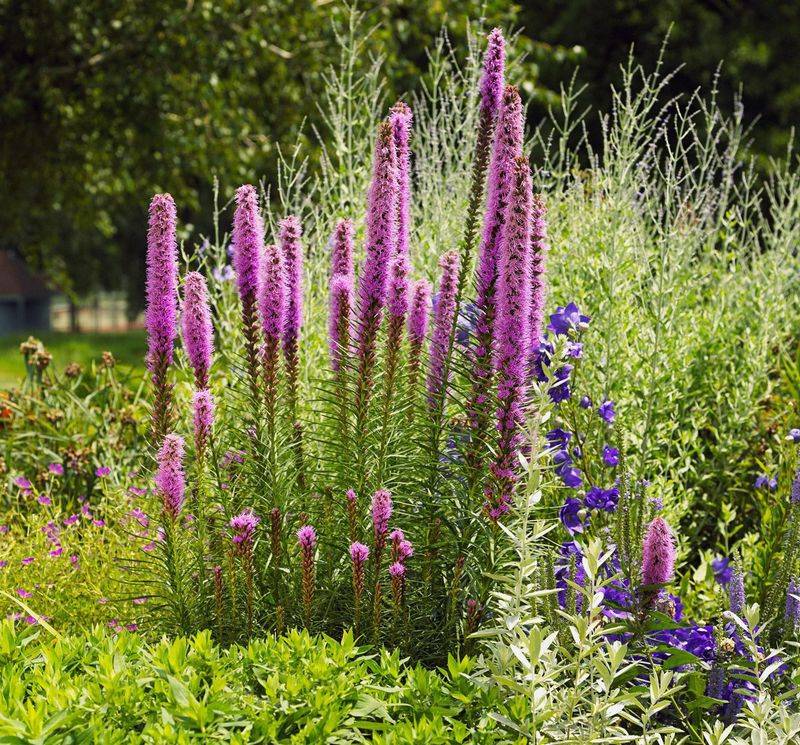 Rough Blazing Star Sends Purple Spikes Through Dry Ground Rough Blazing Star Sends Purple Spikes Through Dry Ground