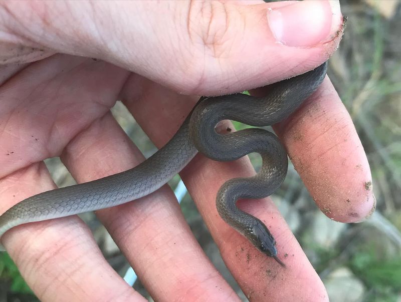 Rough Earthsnake