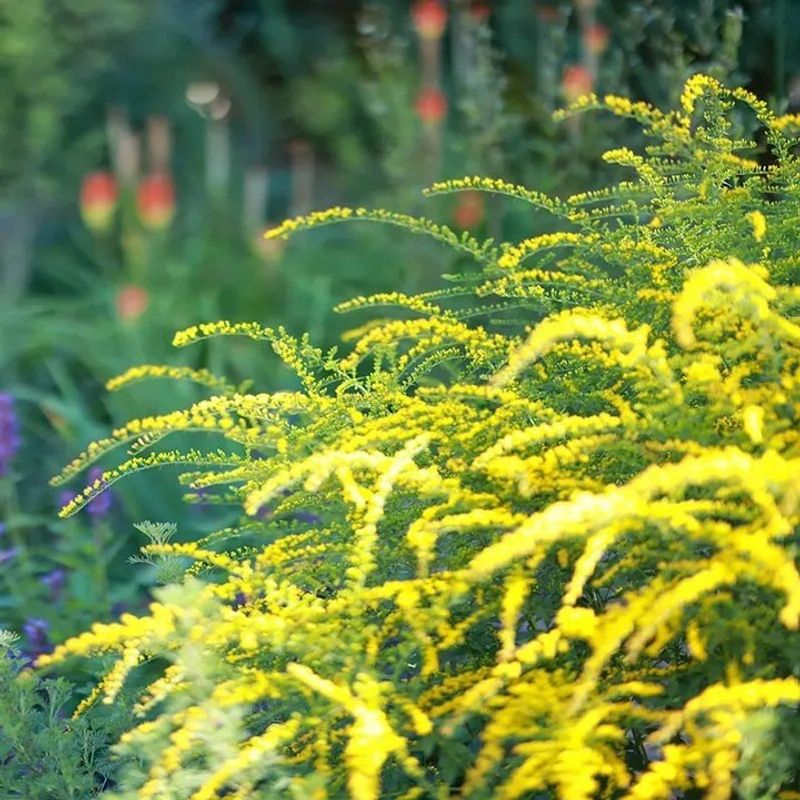 Rough Goldenrod