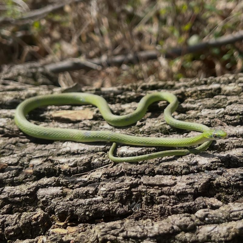 Rough Green Snake