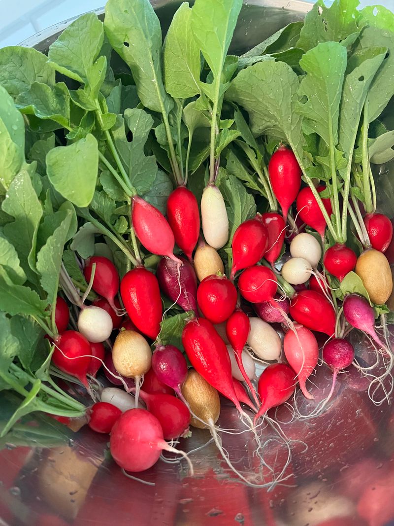Round Radishes Deliver The Fastest Harvest Round Radishes Deliver The Fastest Harvest