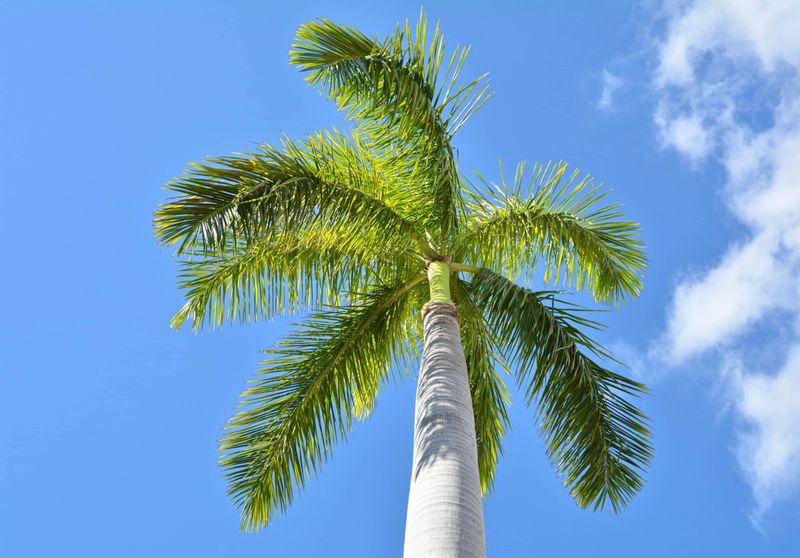 Royal Palm Can Lose Its Crown Of Fronds And Still Come Back Strong Royal Palm Can Lose Its Crown Of Fronds And Still Come Back Strong