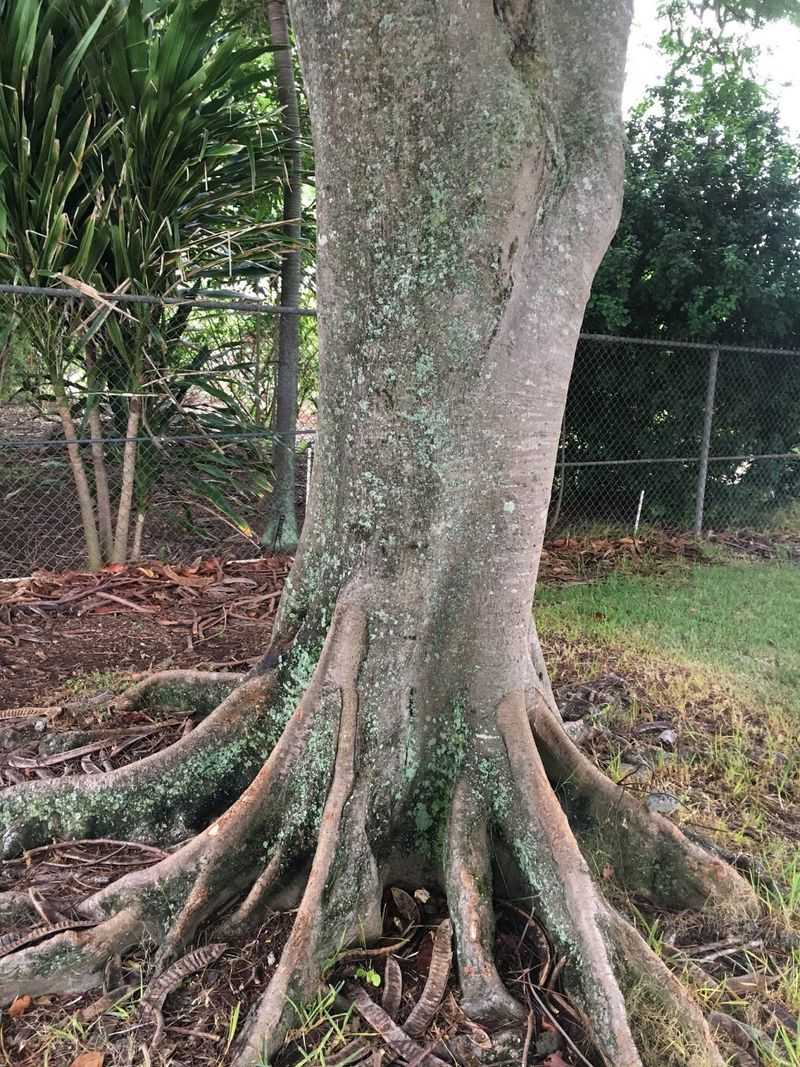 Royal Poinciana Roots Stay Closer To The Surface