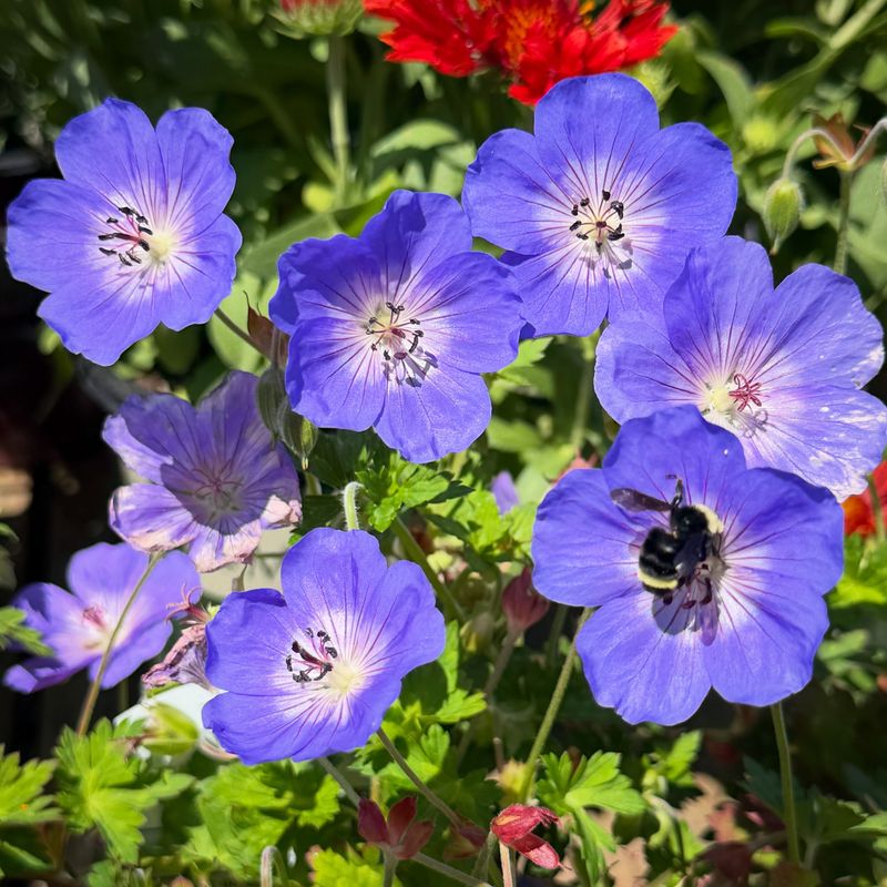 Rozanne Geranium Blooms Until Cold Weather Wins