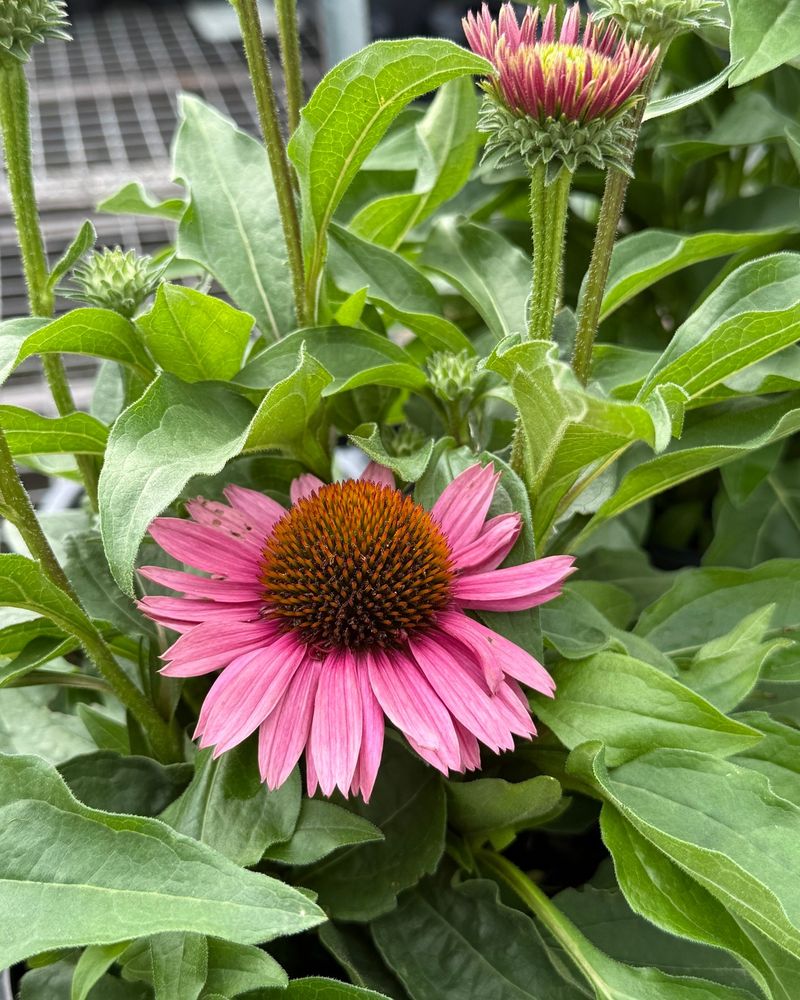 Rub The Seeds Out Of The Cone