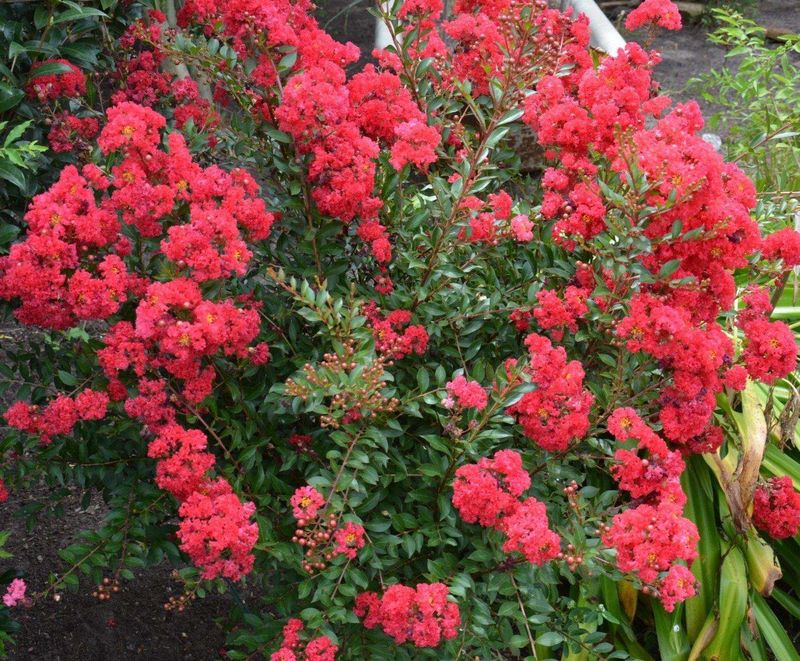 Ruby Dazzle Adds Pink Flowers And Red Foliage