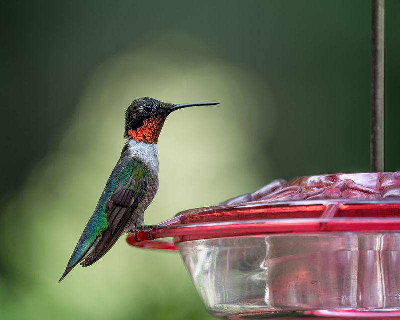 Ruby-Throated Hummingbirds
