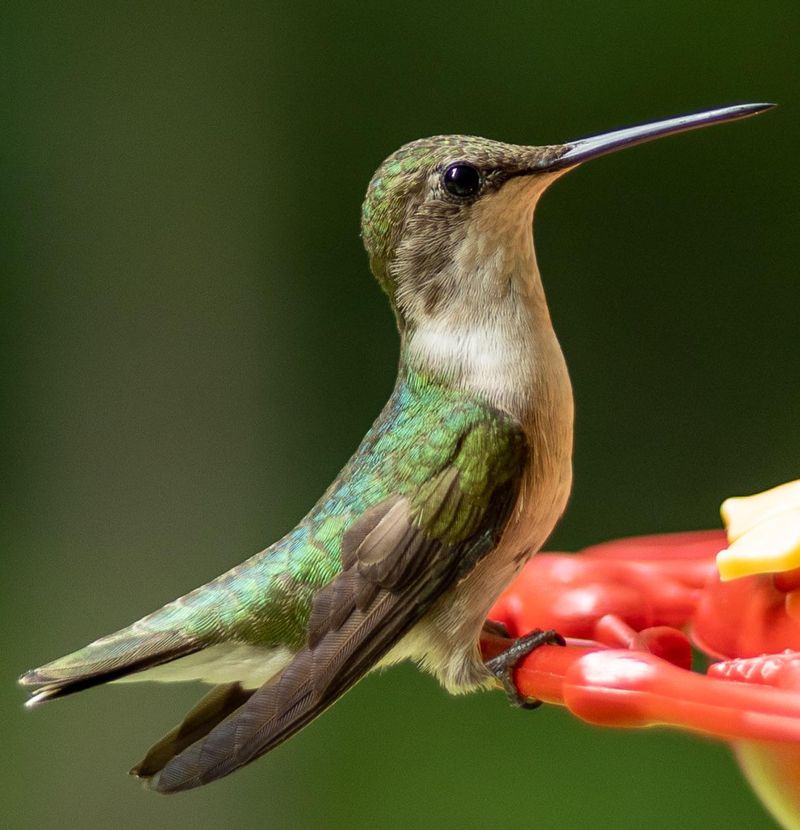 Ruby-Throated Hummingbirds