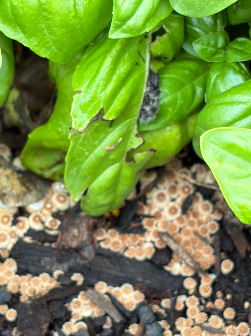 Rule Out Hail And Wind Damage