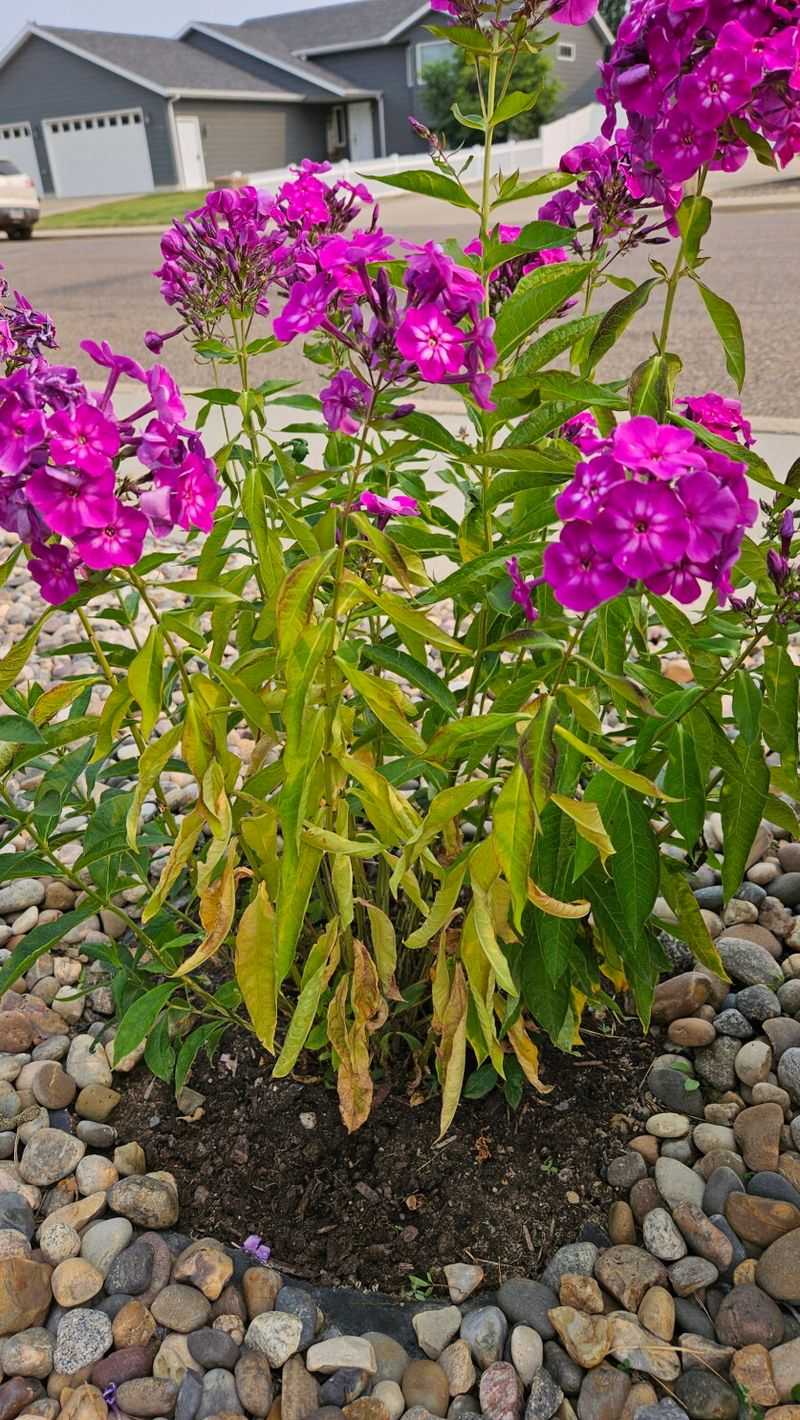 Rule Out Ordinary Leaf Spots