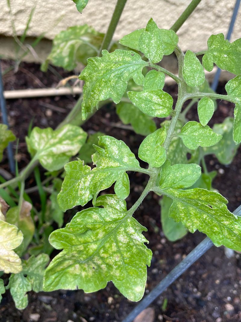 Rule Out Root Stress Before Naming The Cause Rule Out Root Stress Before Naming The Cause