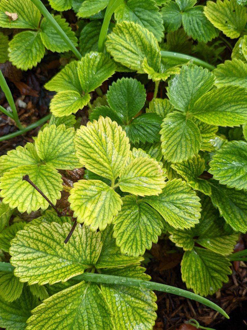 Ruling Out Nitrogen And Other Look-Alike Deficiencies