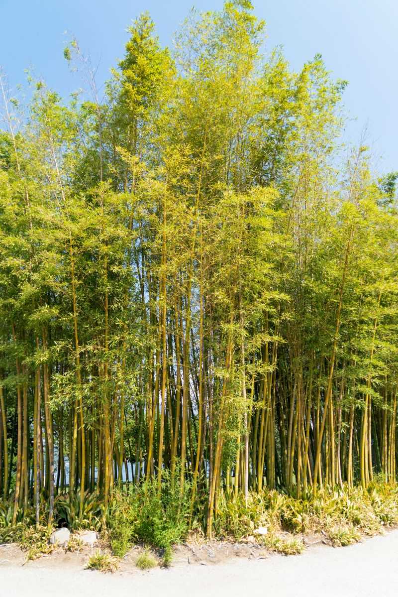 Running And Clumping Bamboo Differences Running And Clumping Bamboo Differences