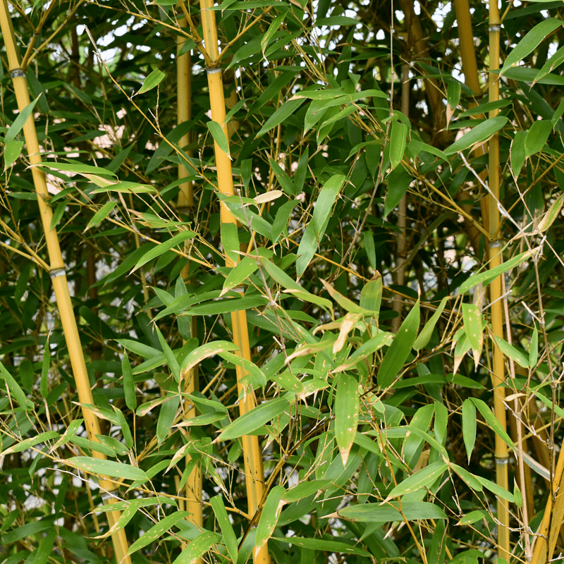 Running Bamboo Can Trigger Daily Fines