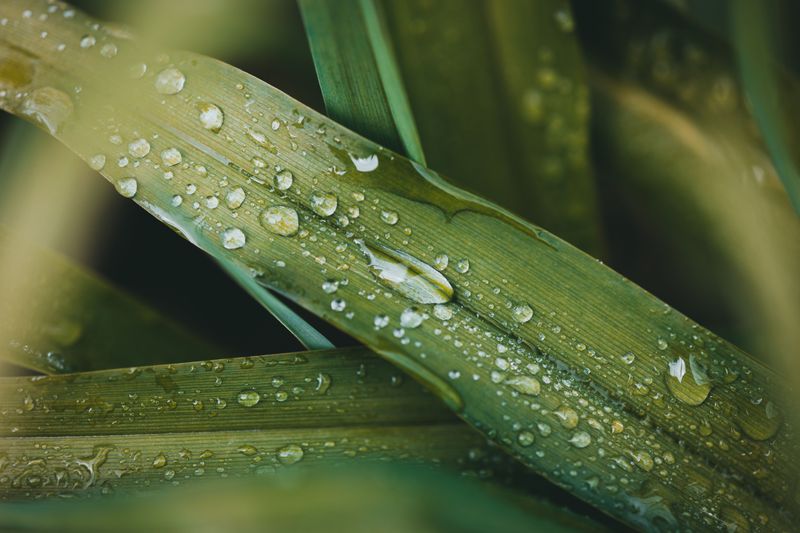 Runoff Drops With Less Fertilizer Runoff Drops With Less Fertilizer