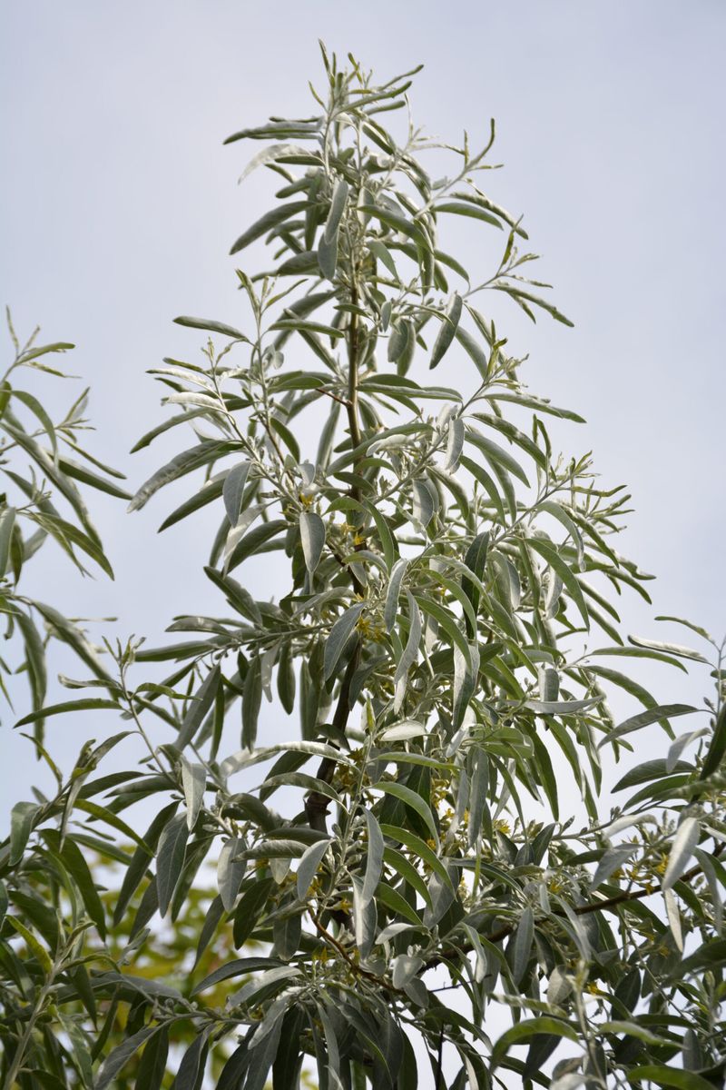 Russian Olive No Longer Gets A Nursery Pass