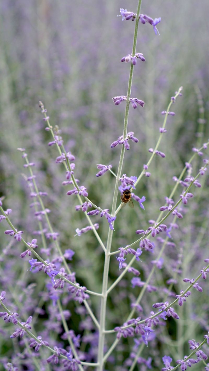 Russian Sage Russian Sage