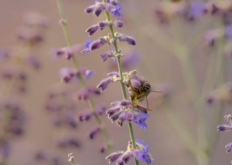 Russian Sage Russian Sage