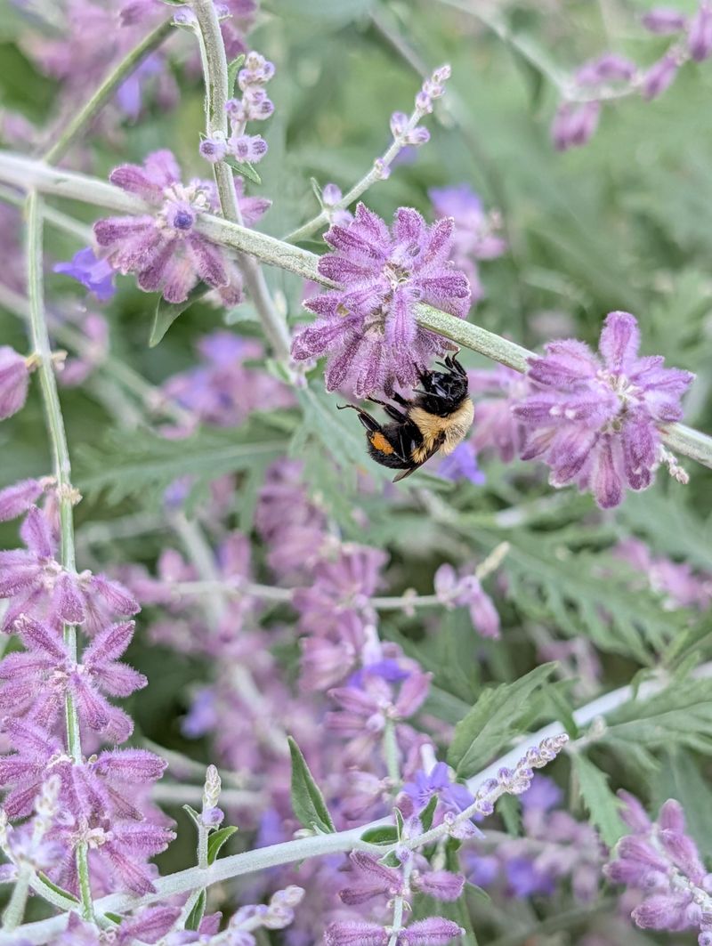Russian Sage Deters With Aromatic Foliage Russian Sage Deters With Aromatic Foliage