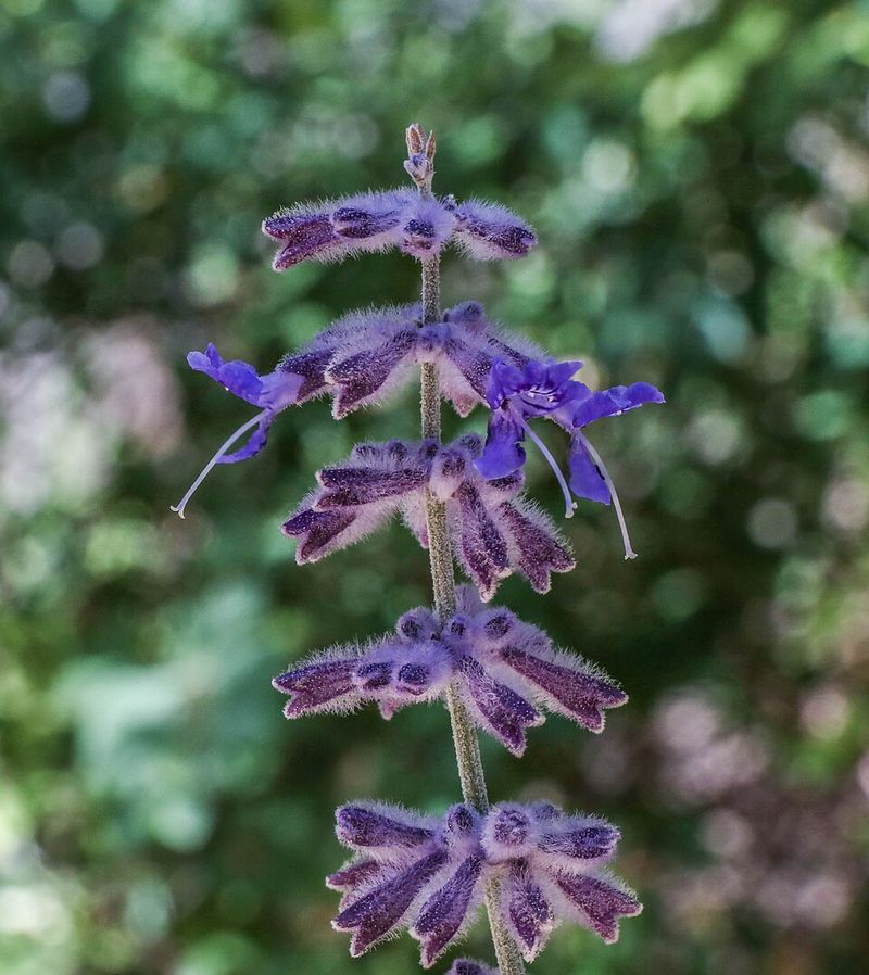 Russian Sage Russian Sage