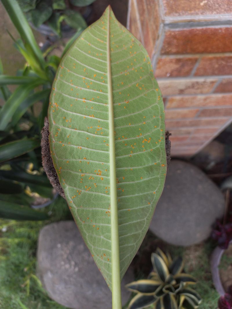 Rust Leaves Clues Under The Foliage