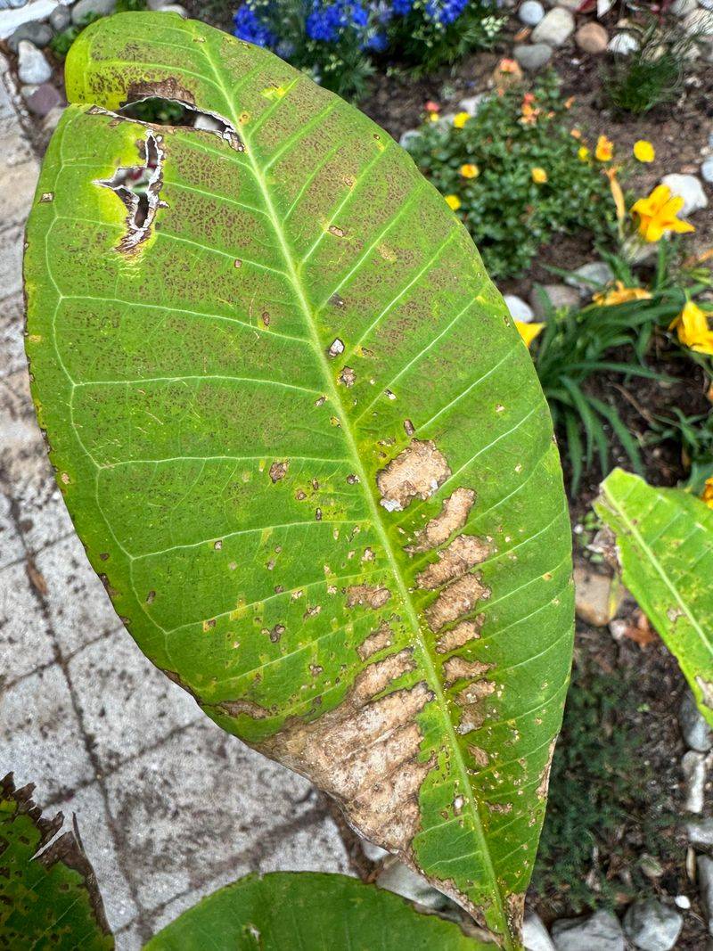 Rusty Leaves Belong Out Of The Garden