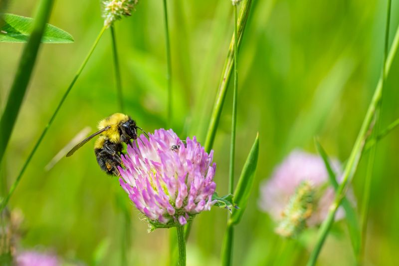 Rusty Patched Bumblebees Are Near Extinction