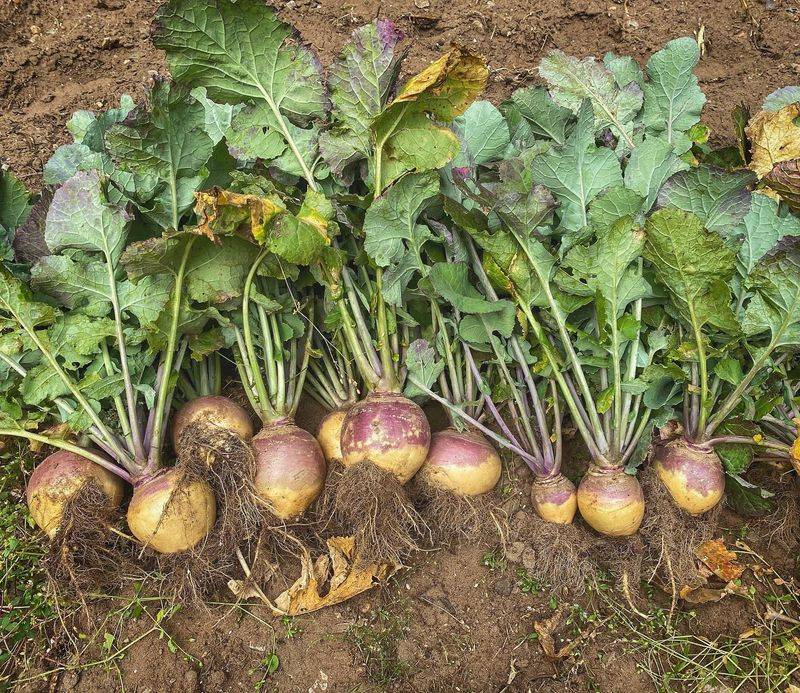Rutabagas Get Their Chance As September Moves Along