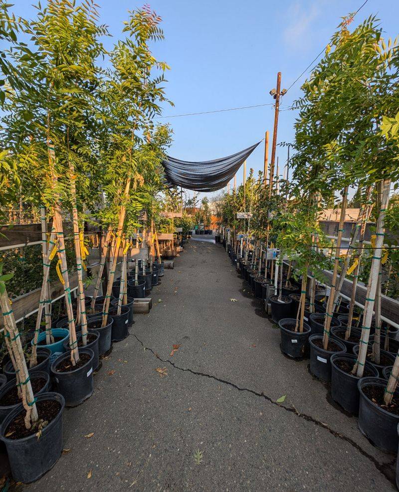 SMUD Customers Can Get Up To Ten Free Trees And Shrubs SMUD Customers Can Get Up To Ten Free Trees And Shrubs