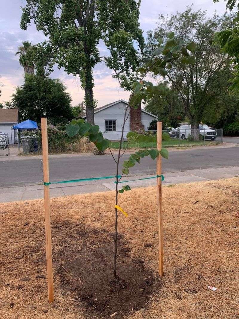 SMUD Customers May Qualify For Free Trees Too