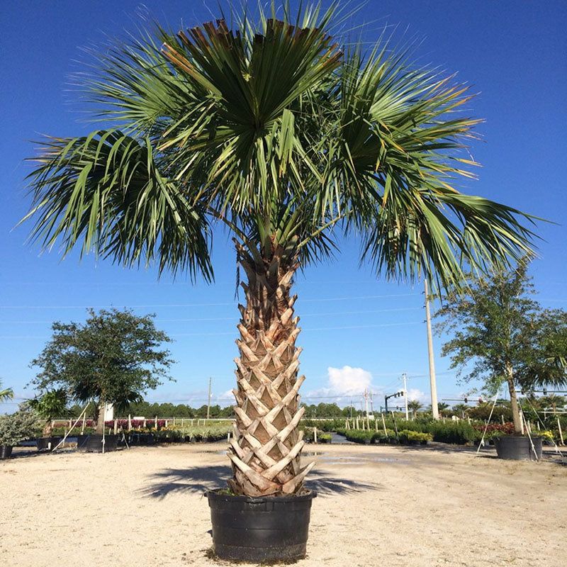 Sabal Palm Boots Create Shelter Most Homeowners Never Check