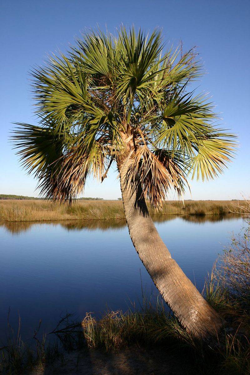 Sabal Palm Earned Its Reputation The Hard Way Sabal Palm Earned Its Reputation The Hard Way