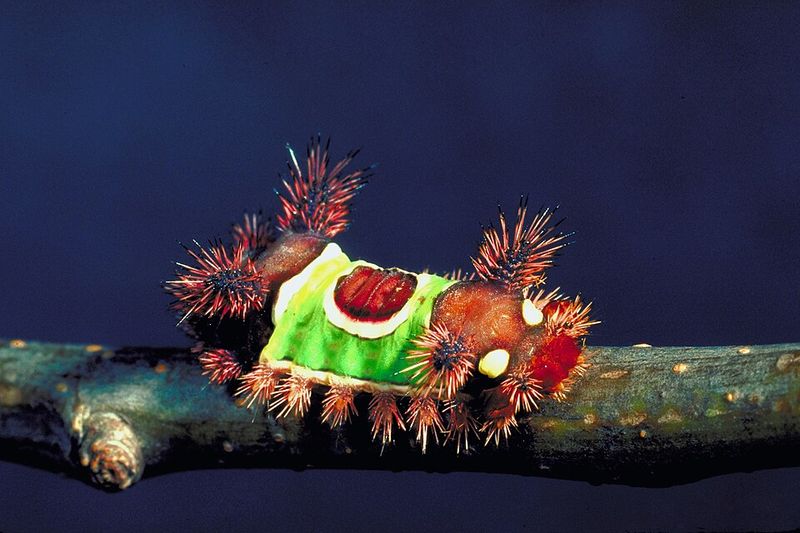Saddleback Caterpillars Are Common In Missouri Gardens