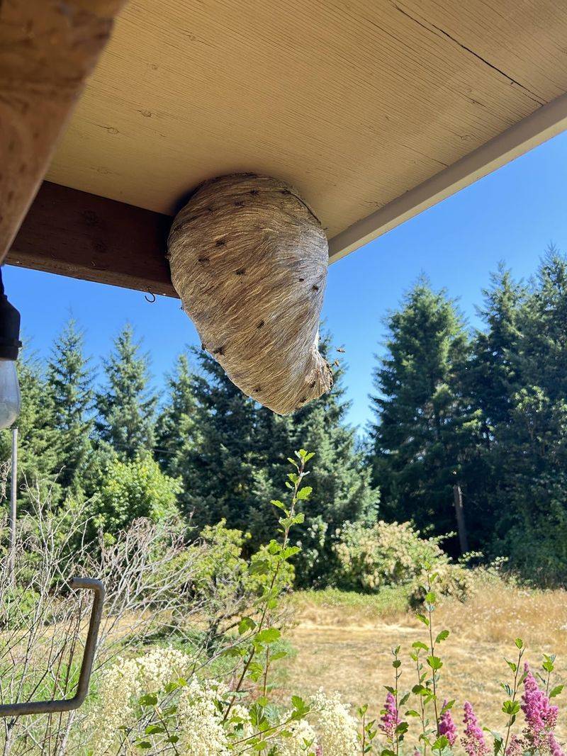 Safe Removal Methods For Active Nests Safe Removal Methods For Active Nests