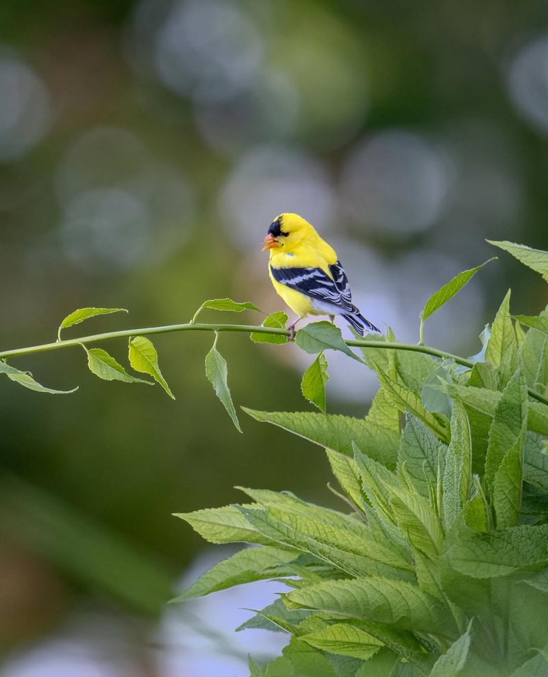 Safe Shrubs Give Them A Place To Rest Safe Shrubs Give Them A Place To Rest