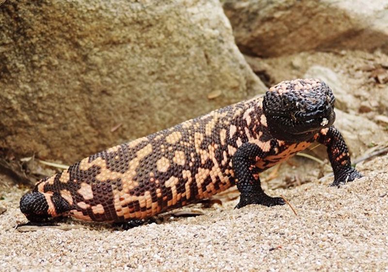 Safe Steps To Take After A Gila Monster Sighting Safe Steps To Take After A Gila Monster Sighting