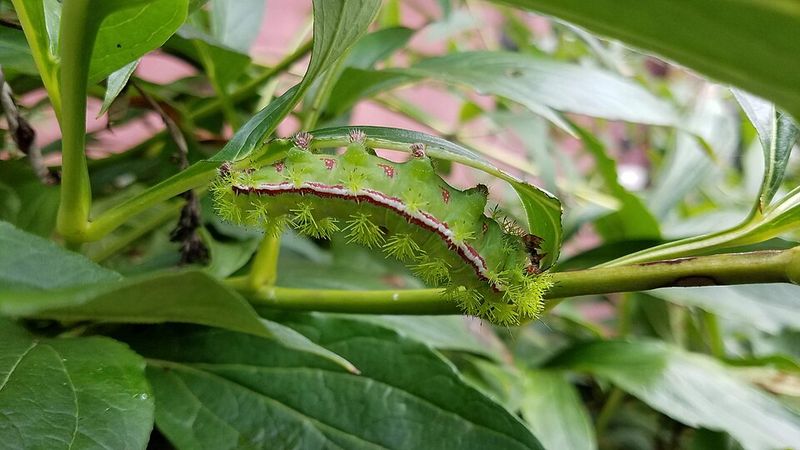 Safe Ways To Remove It From Plants Safe Ways To Remove It From Plants