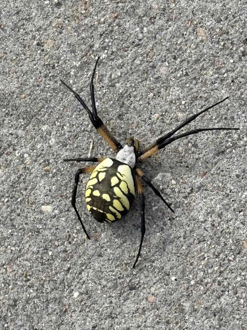 Safe Webs Are Providing Natural Pest Control Safe Webs Are Providing Natural Pest Control