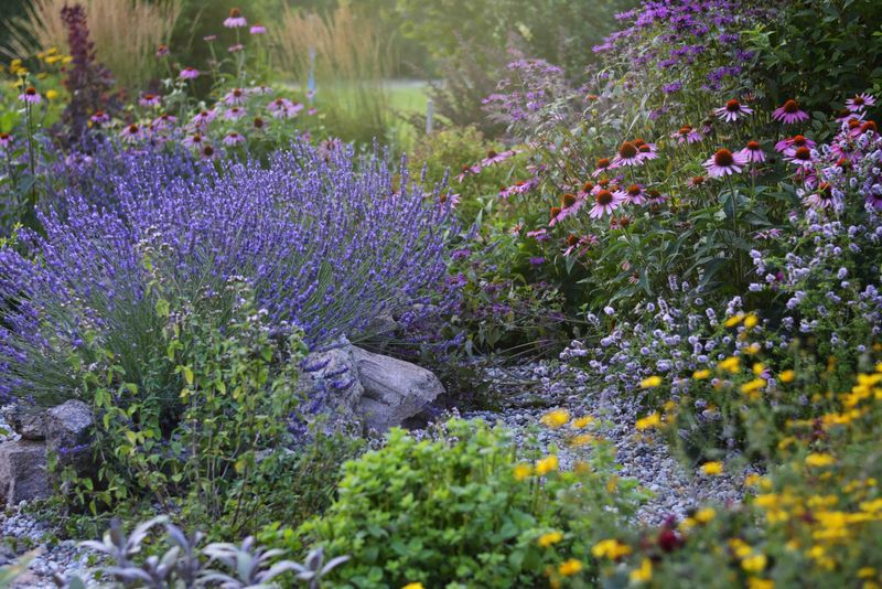Safer Native Alternatives For Missouri Yards Safer Native Alternatives For Missouri Yards