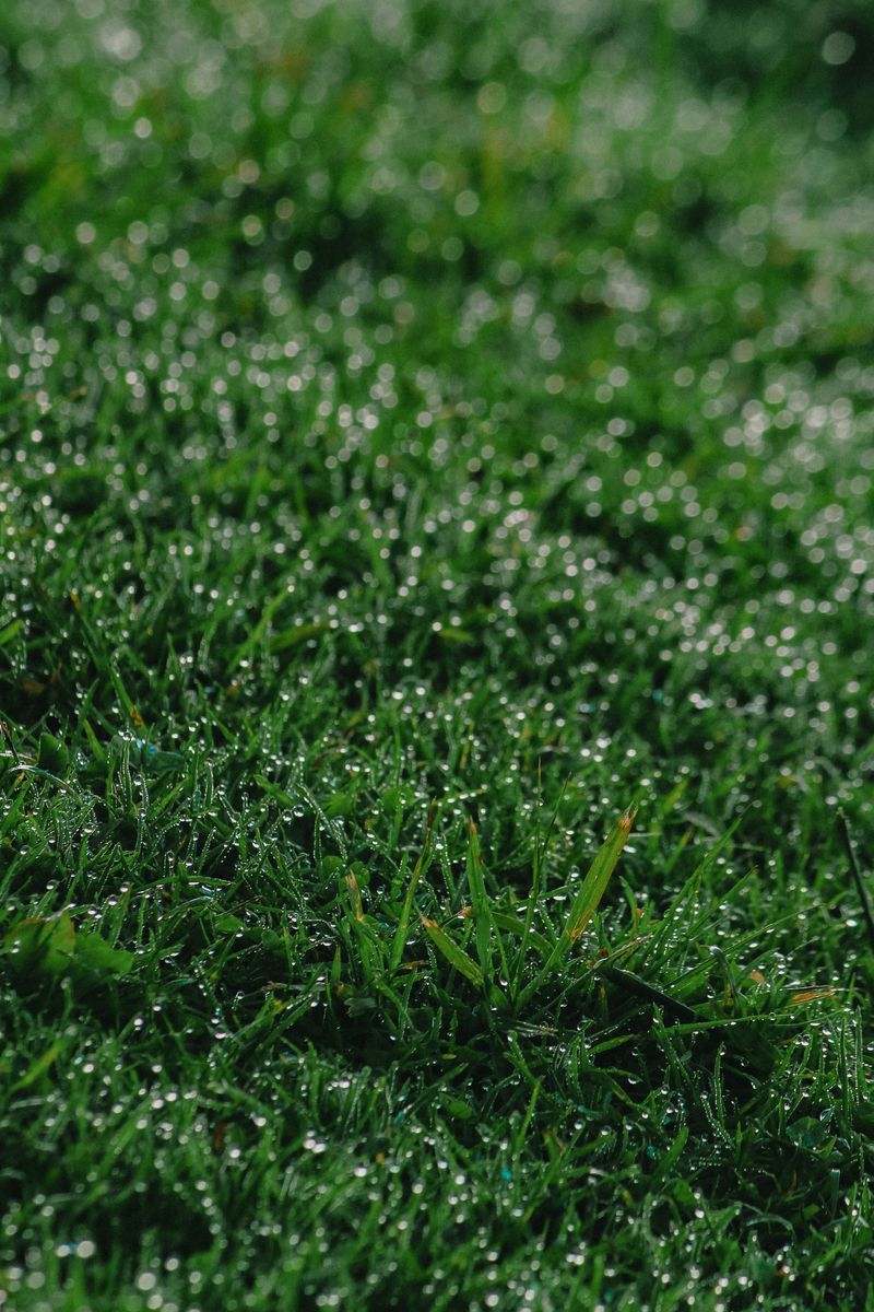 Safer Ways To Check On Your Yard After Storms Safer Ways To Check On Your Yard After Storms