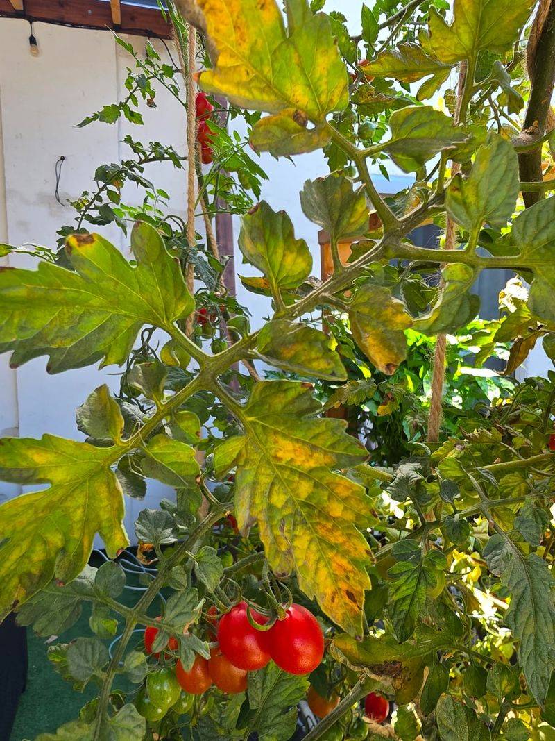 Safer Windows For Applying Neem Oil In Texas Summers