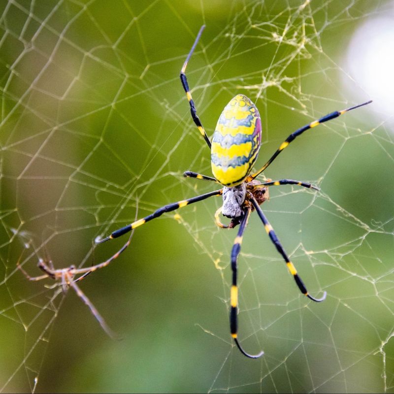 Safety Around Joro Spiders For People And Pets