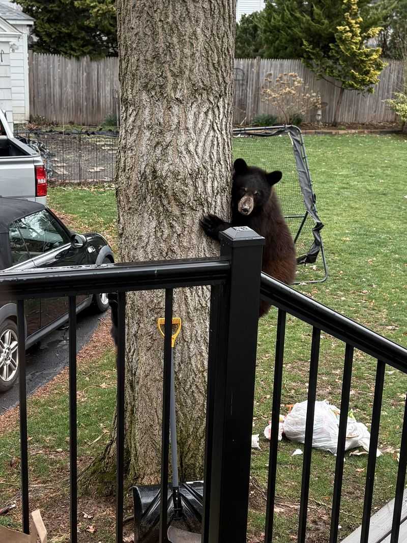 Safety Steps To Take During A Bear Encounter