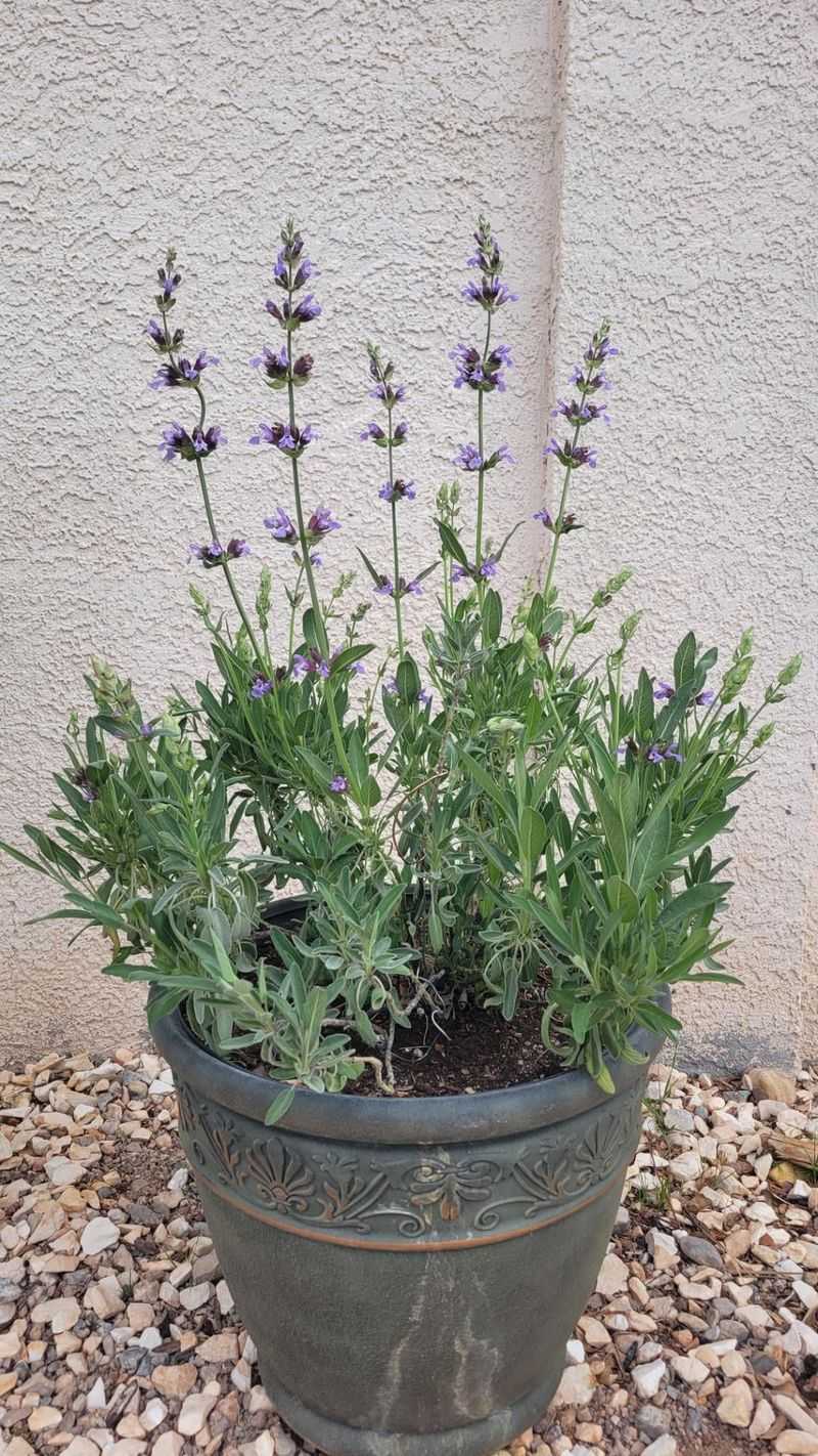 Sage Sage