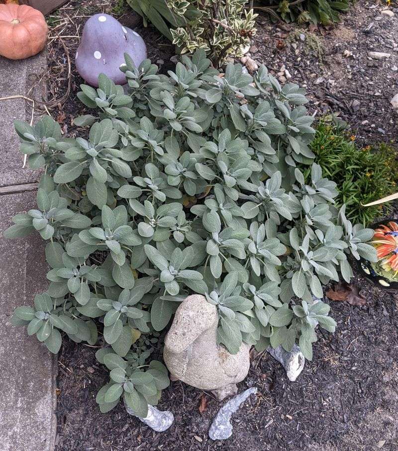 Sage Adds Tough Aromatic Foliage Sage Adds Tough Aromatic Foliage
