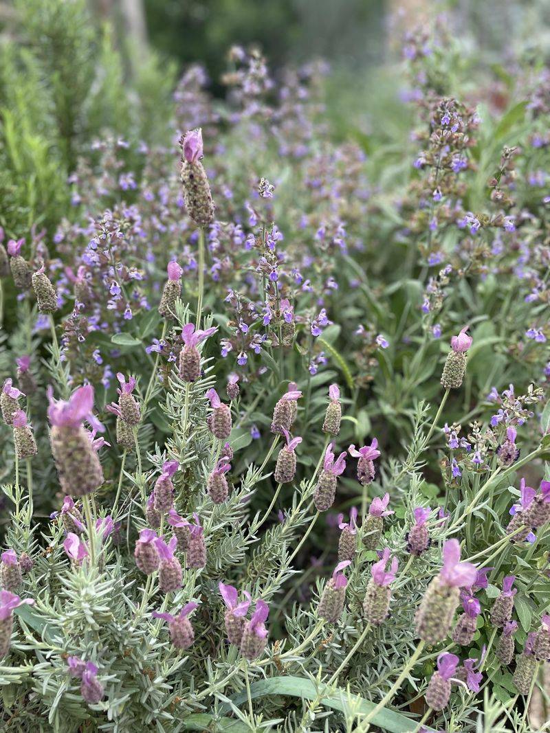 Sage And Lavender Sage And Lavender